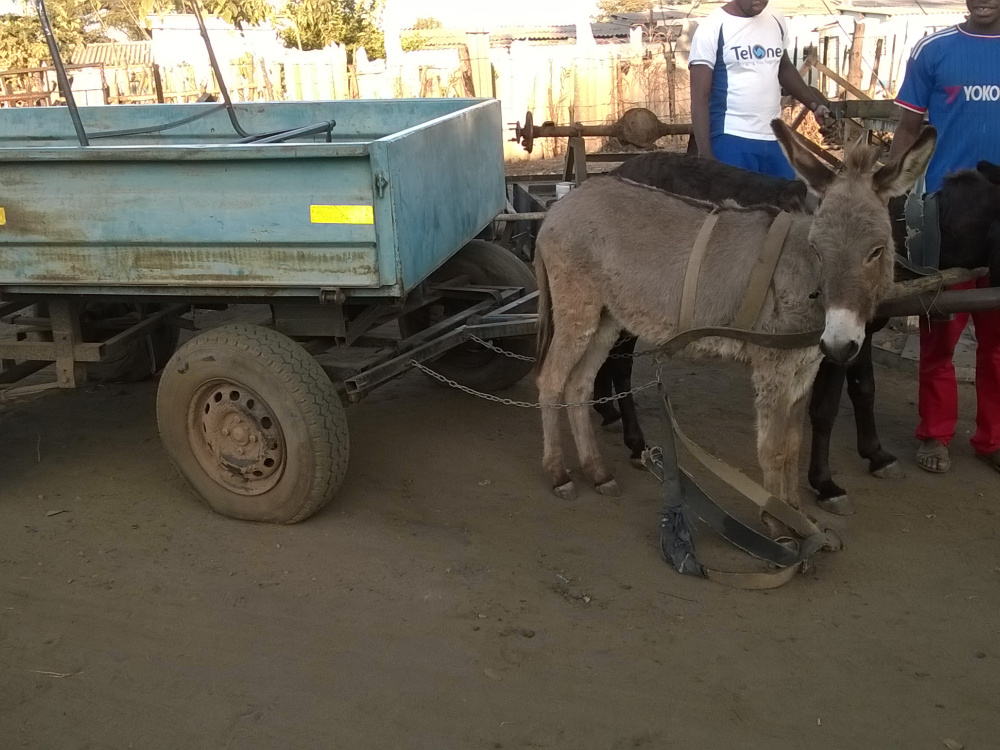 A typical donkey and cart seen in South Africa