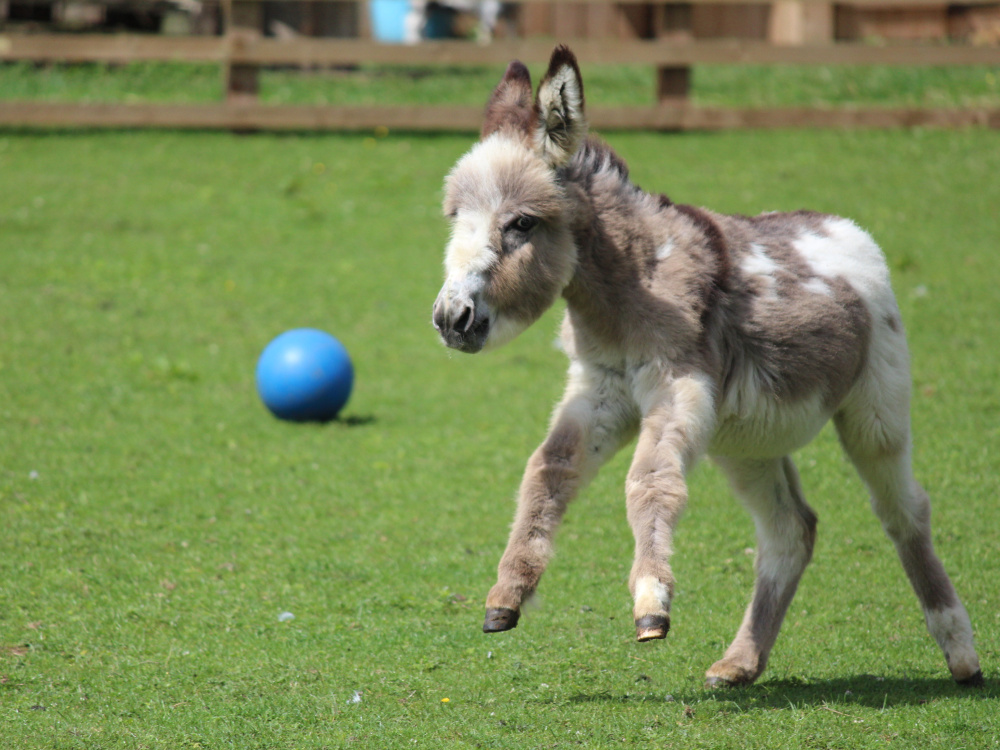 Donkey enrichment - playing with a ball