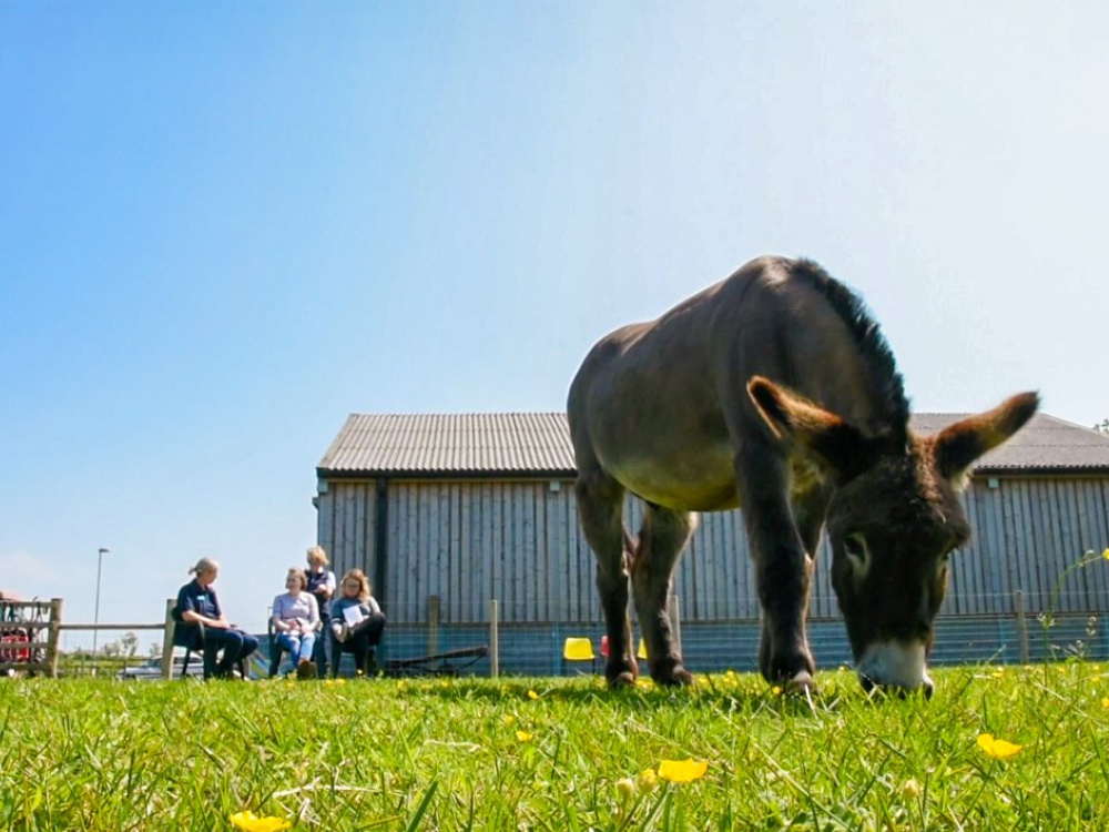 Donkey-assisted therapy at Belfast