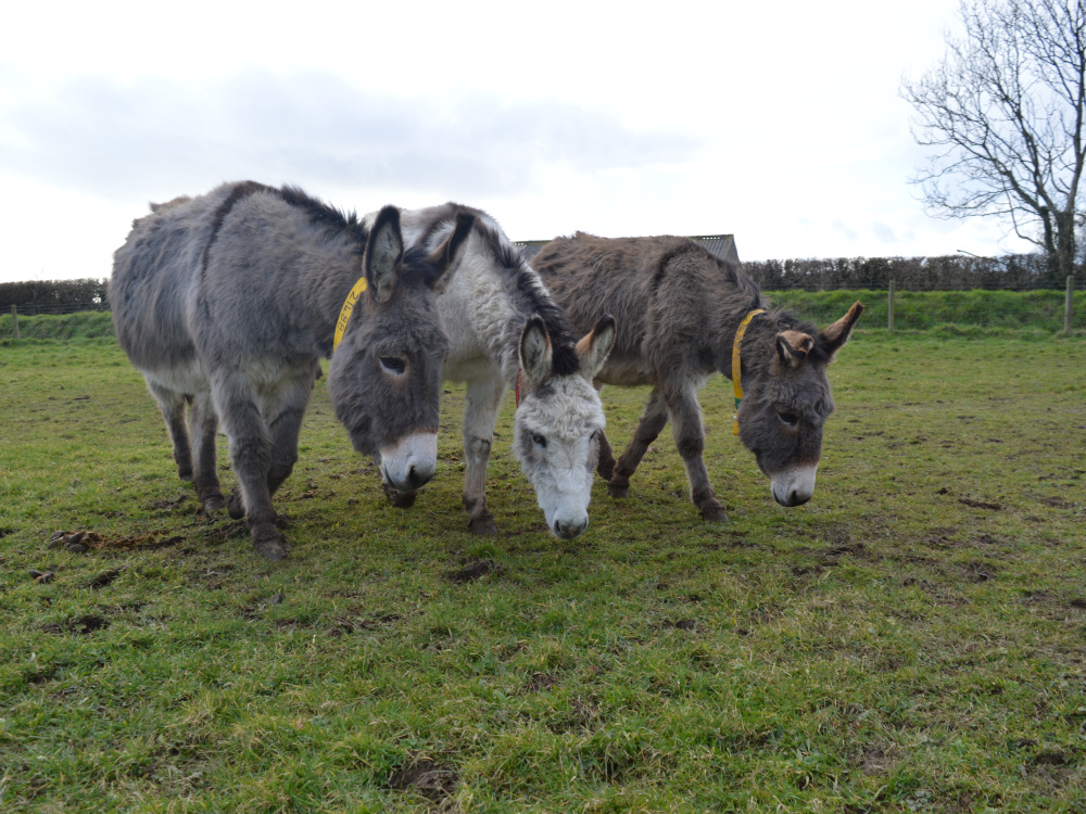 Group of rescued donkeys