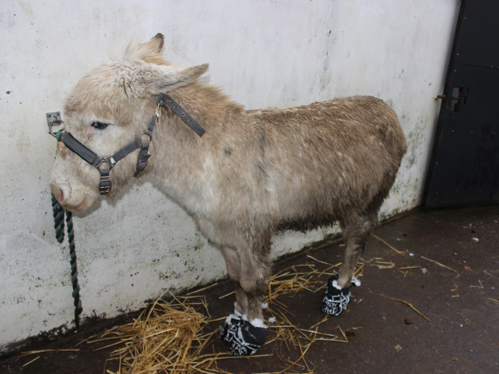 Rescued donkey from County Mayo, Ireland