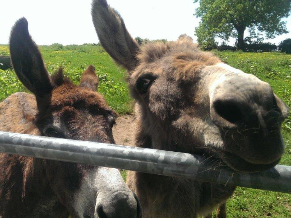 Rescued donkeys Sue and Rita