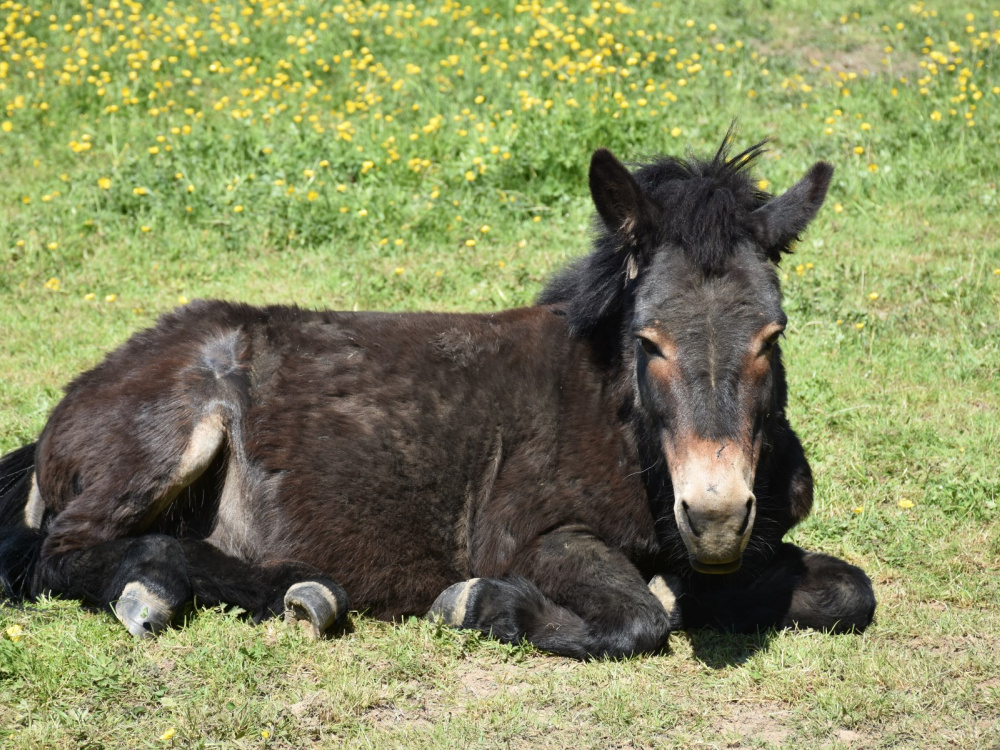 Scottish mule resting