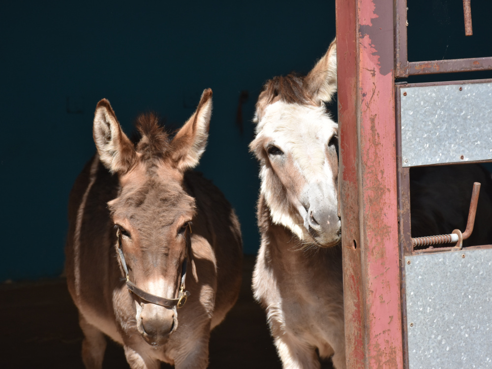 Donkeys Buttercup and Daisy peering around a barn door