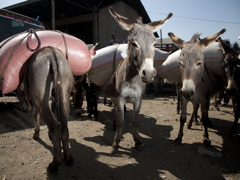 Donkeys stood at Merkato Market in Ethiopia