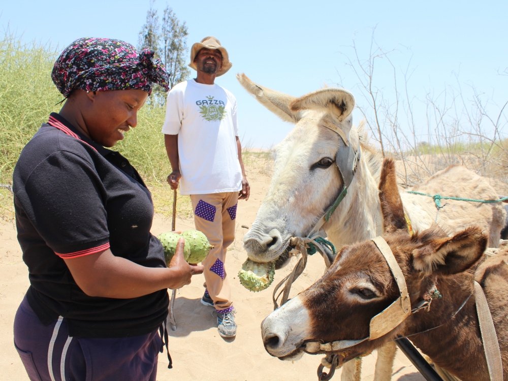 Erwin Naweb and Stell Goramus collect naras with donkeys Ella and Lala with a nara bush in the background