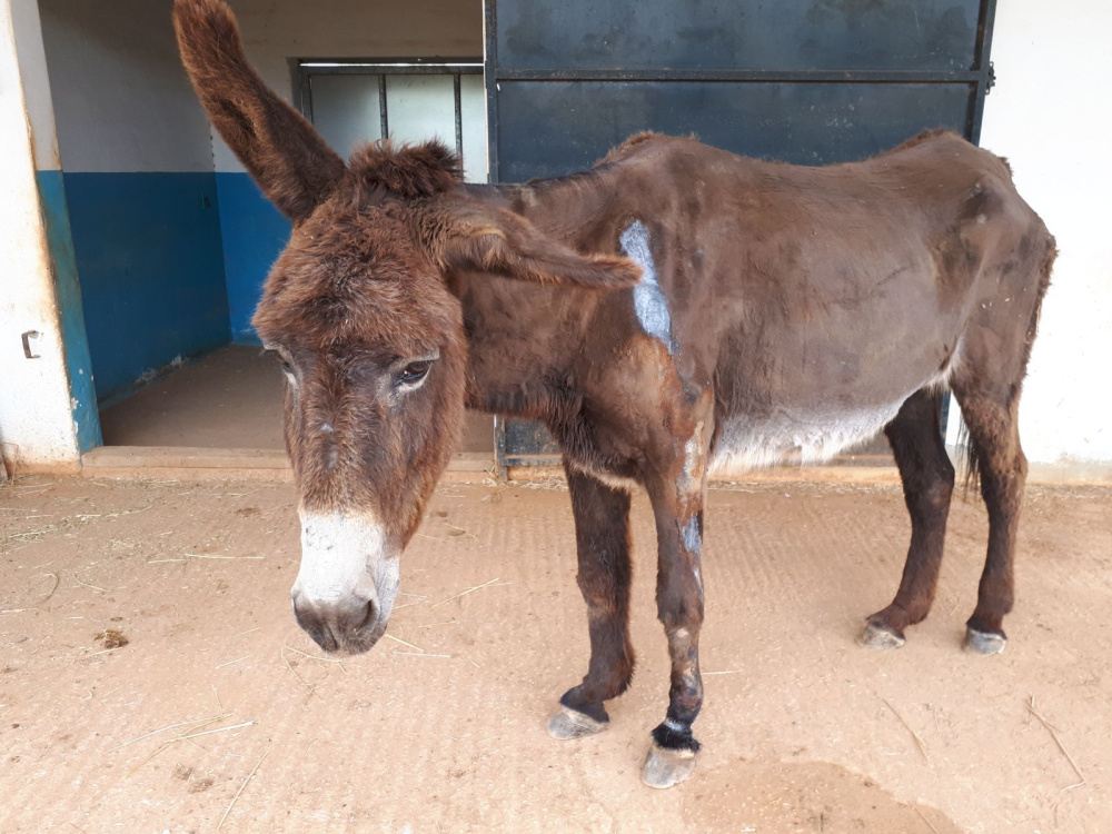 Donkey Anastasia stood in stable yard with wounds on show