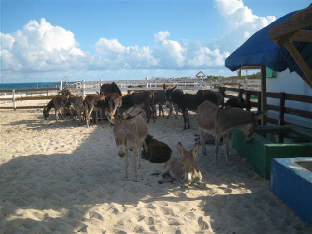 Donkeys in Turks and Caicos 1990s