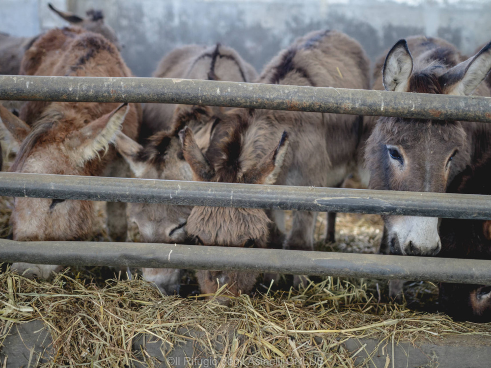 Italian rescue donkeys feeding at holding base