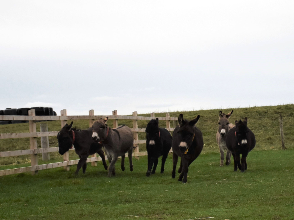 6 miniature donkeys running at Trow Farm