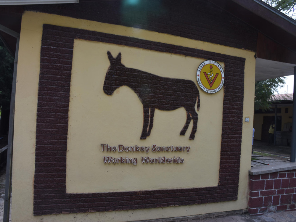 The Donkey Sanctuary Ethiopia Debre facility