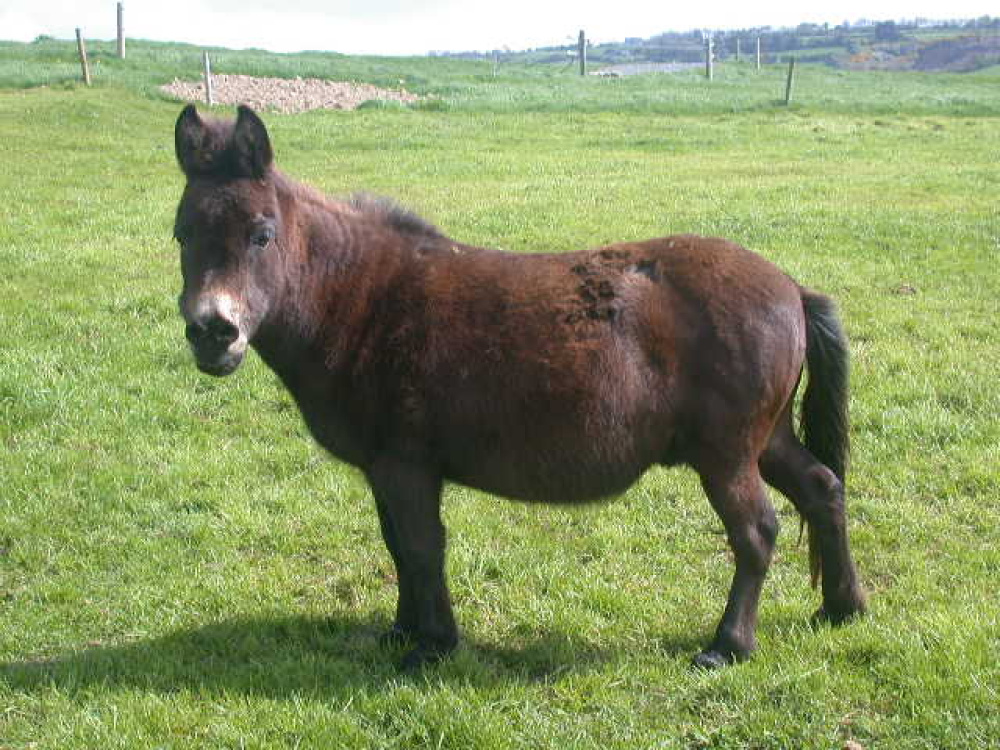 Tootsie the mule in his younger years