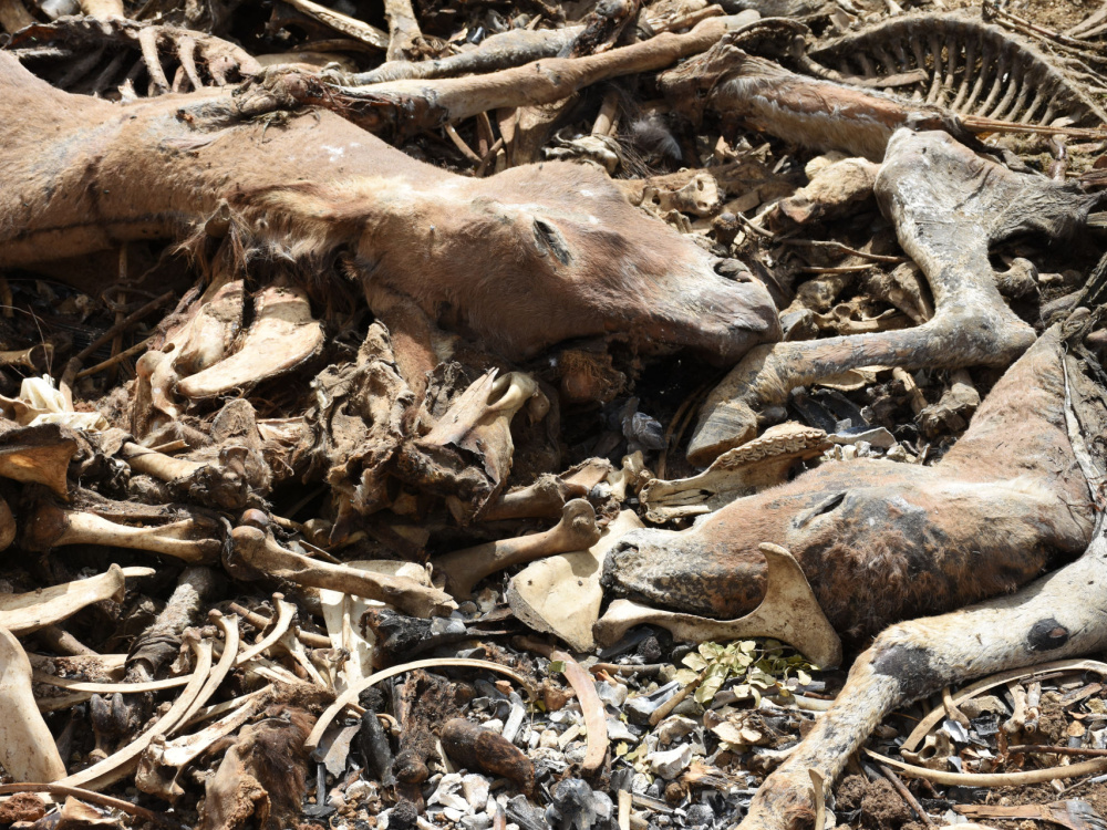 Donkey carcasses in holding pen, Brazil