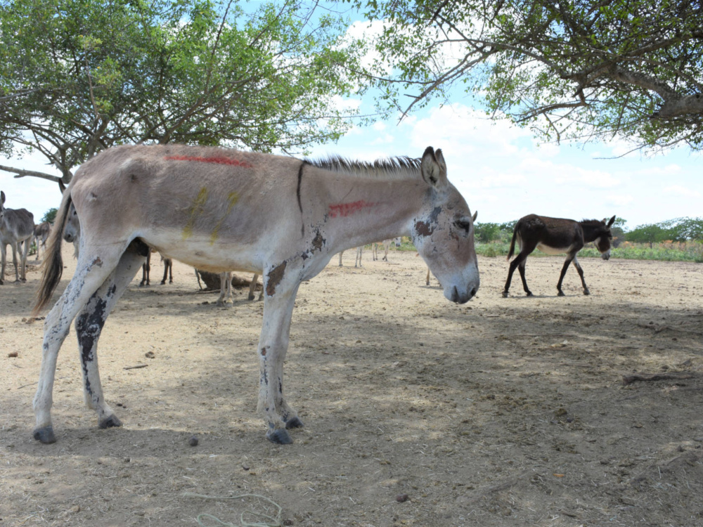 Very thin donkey Gabriel in Brazil