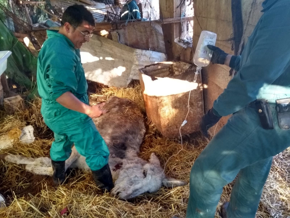 Vets fight for collapsed donkey's life in Spain