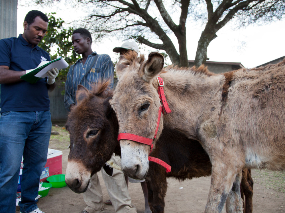 Dr Bojia gives advice to owner of two donkeys
