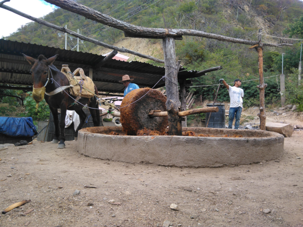 Mule grinding piñas for mezcal, Mexico