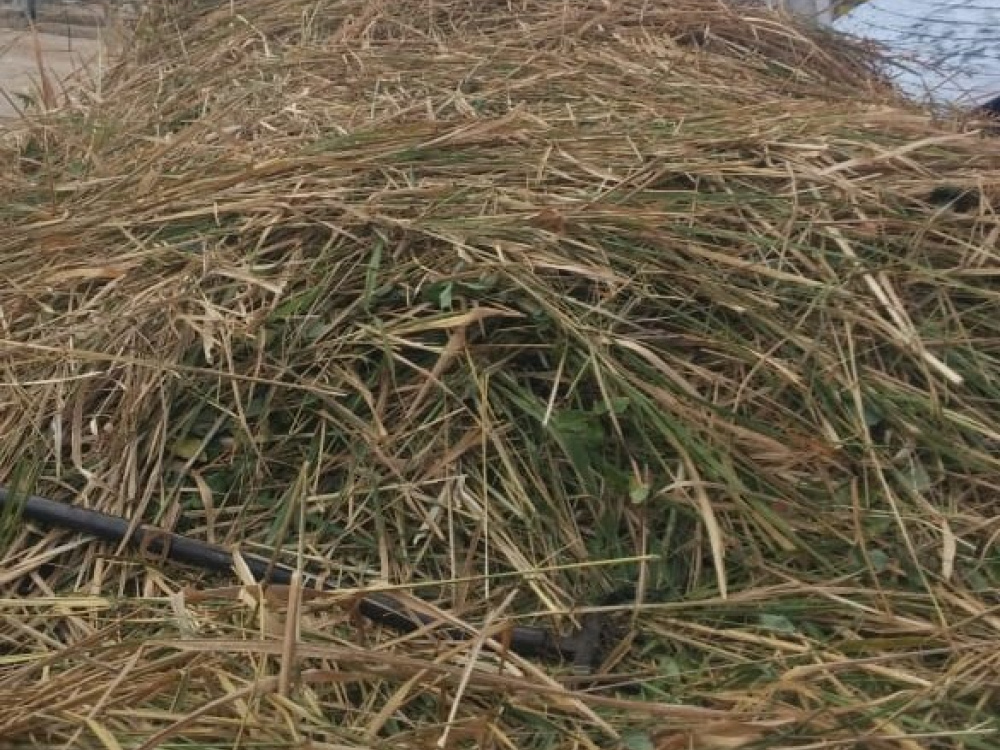 Brown, inedible grass in Antigua