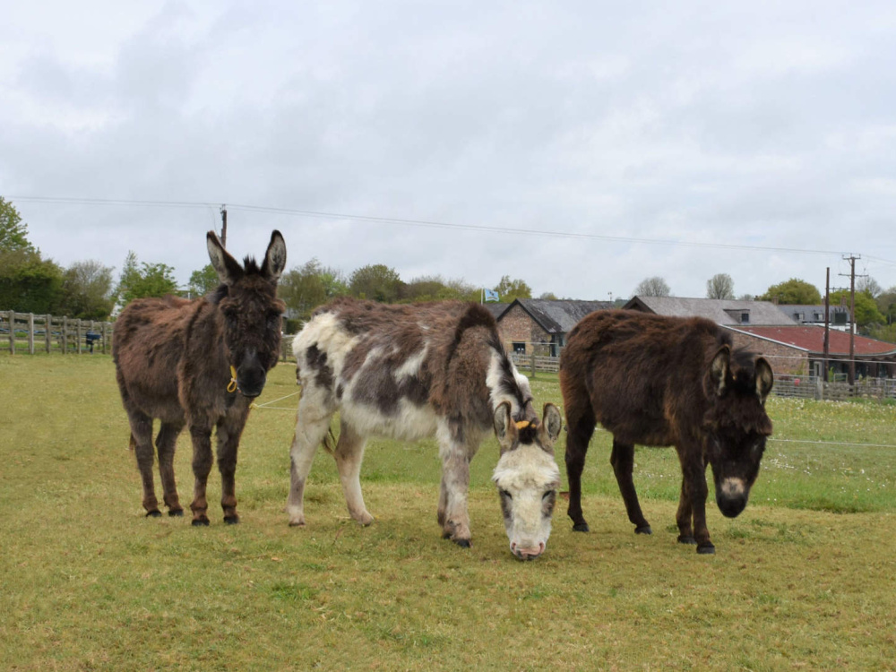 Miniature donkeys - Brandy, Twiggy and Gem