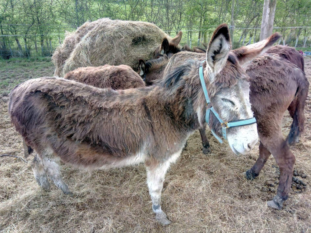 Worcestershire rescue - group of donkeys