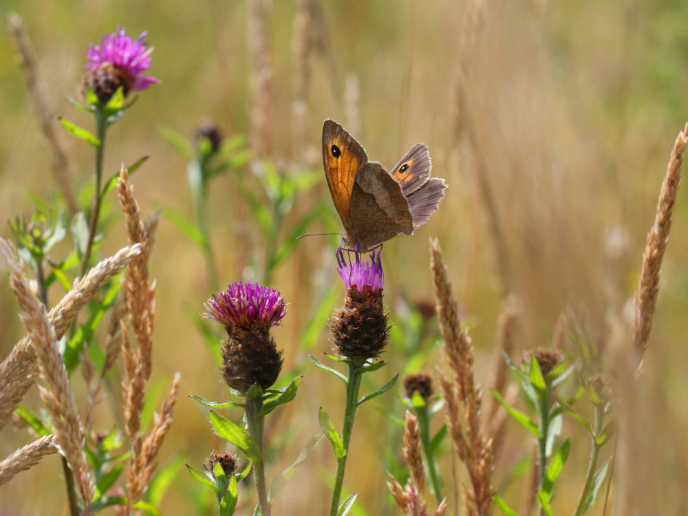 Butterfly on thistle in meadow
