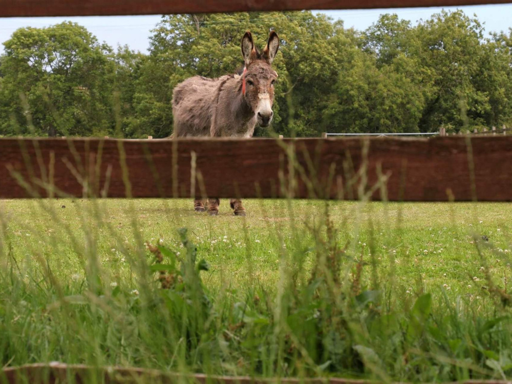 Donkey in paddock
