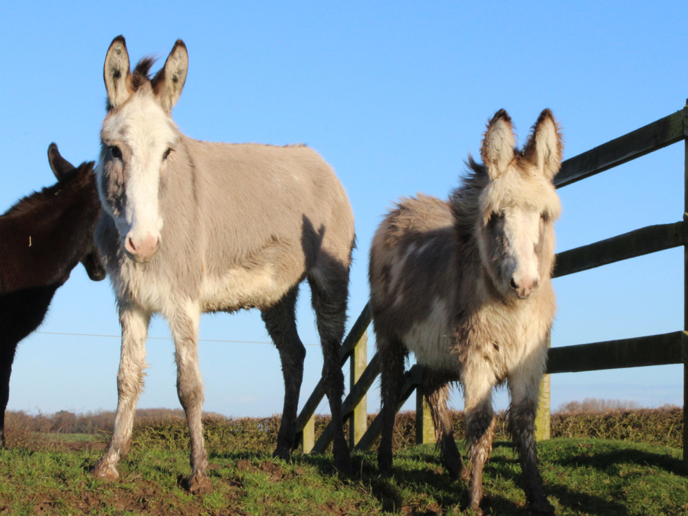 The Cumbrian donkeys have since all improved considerably, but some of their journeys to full recovery will be long