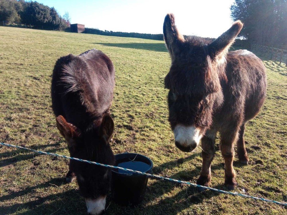 Barney and Pumpkin, two of our Guardian donkeys