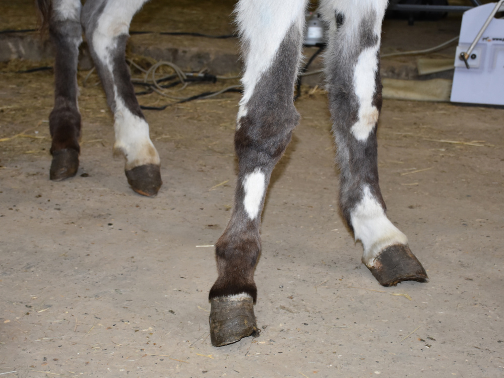 One of the Surrey rescue donkey's overgrown hooves