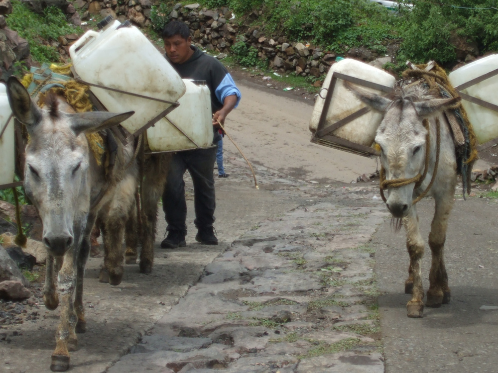 Donkeys carrying water in Mexico