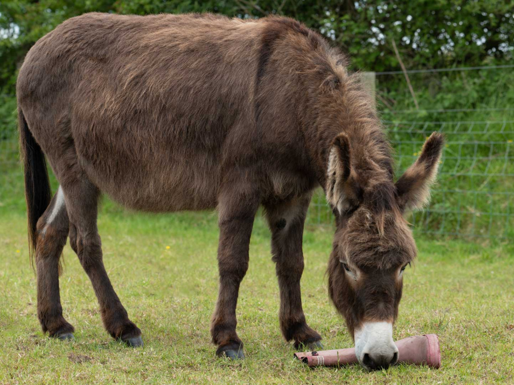 Adoption donkey Felicity investigating a welly as part of an enrichment activity