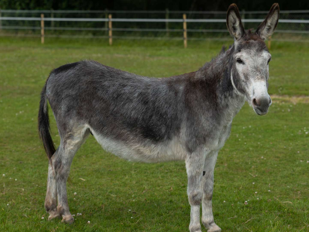 Adoption donkey Tat standing tall
