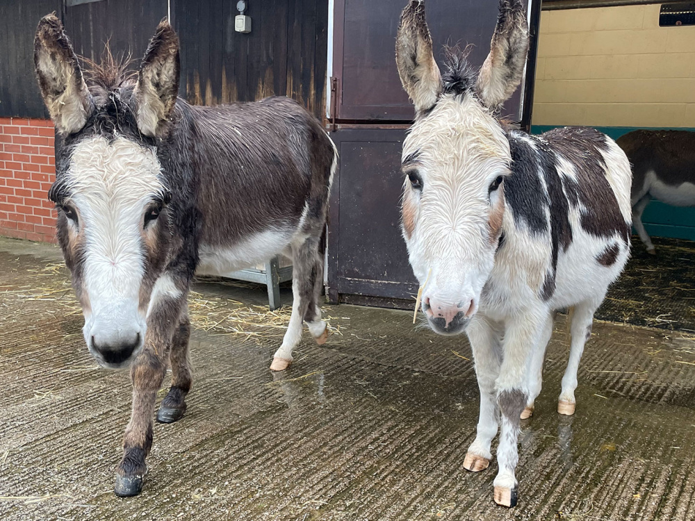 Two donkeys standing outside barn doors