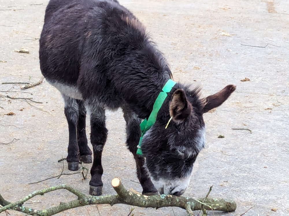 Sidmouth donkey enjoying enrichment from traditional conservation work