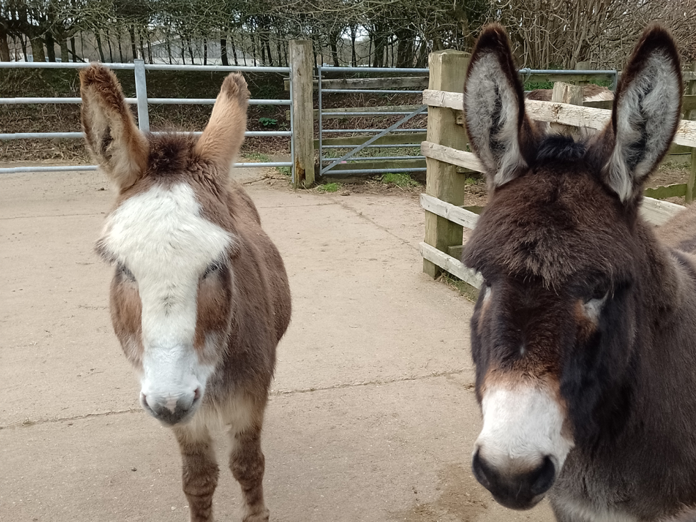 Rosie stood with new donkey friend in Sidmouth NAU