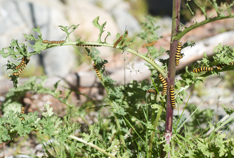 Cinnabar caterpillars on ragwort