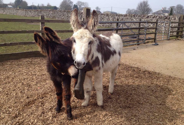 Donkey enrichment - playing with a welly boot