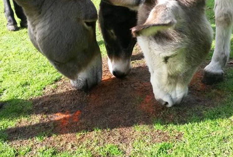 Donkey enrichment - smelling spices