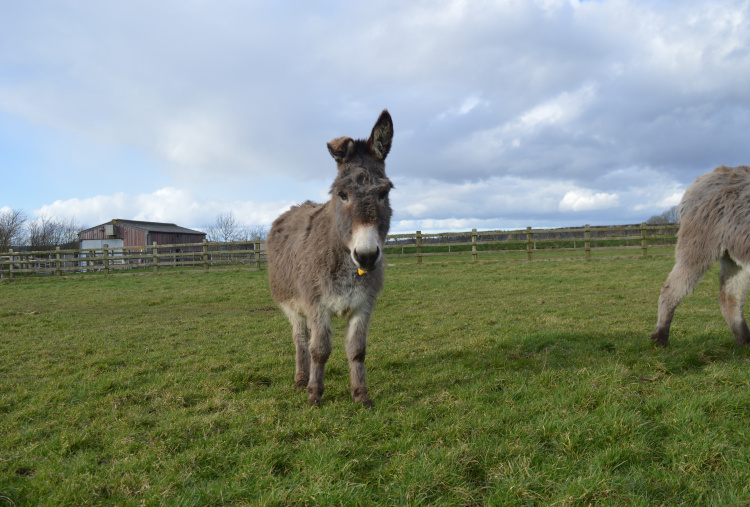 Benty the donkey with her one bent ear