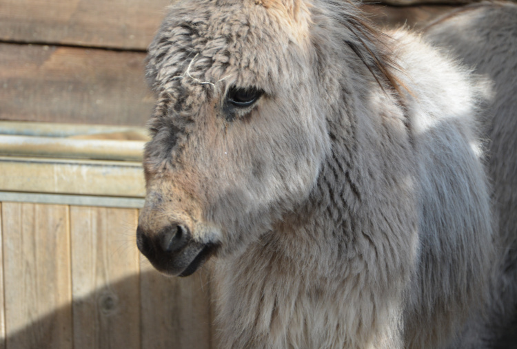 A new home for this donkey foal