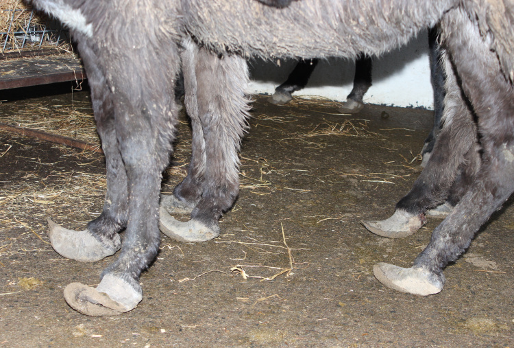 Donkey rescued from County Mayo, Ireland requiring urgent hoof care