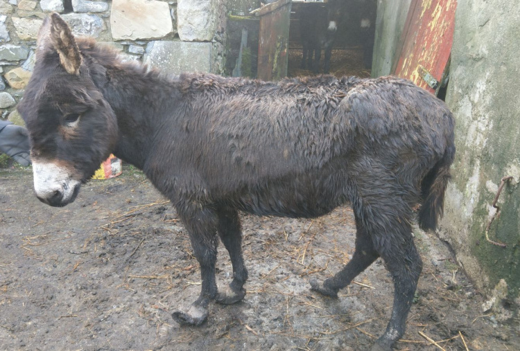 Donkey rescued from County Mayo, Ireland with overgrown hooves