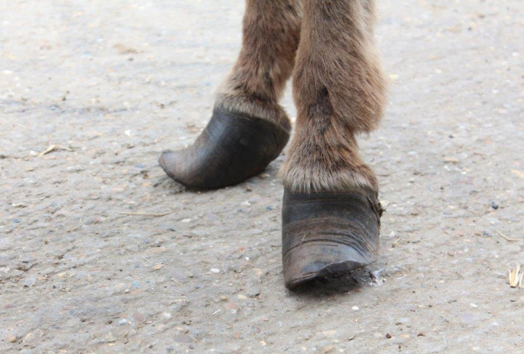 The owner failed to care for the donkeys' hooves