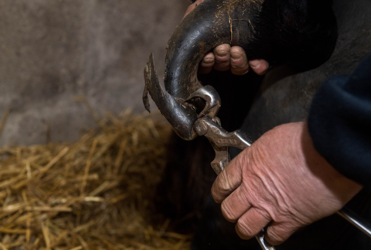 Farrier works on mule hooves