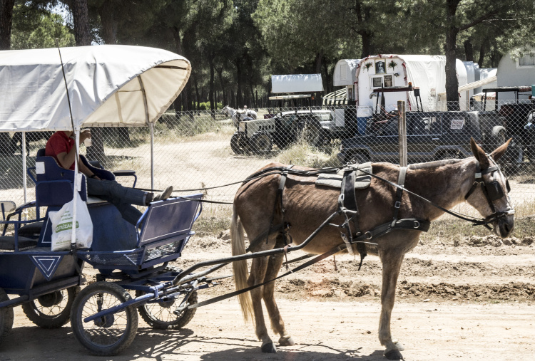 Underweight mule pulling a cart at El Rocio