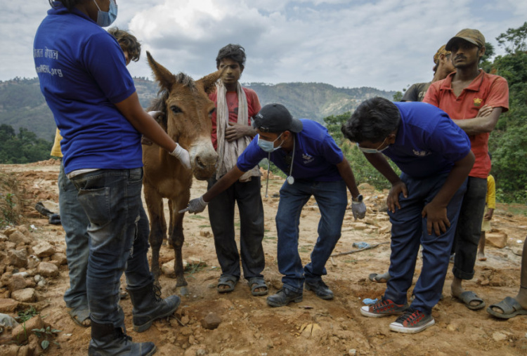 Animal Nepal vets assessing a lame mule