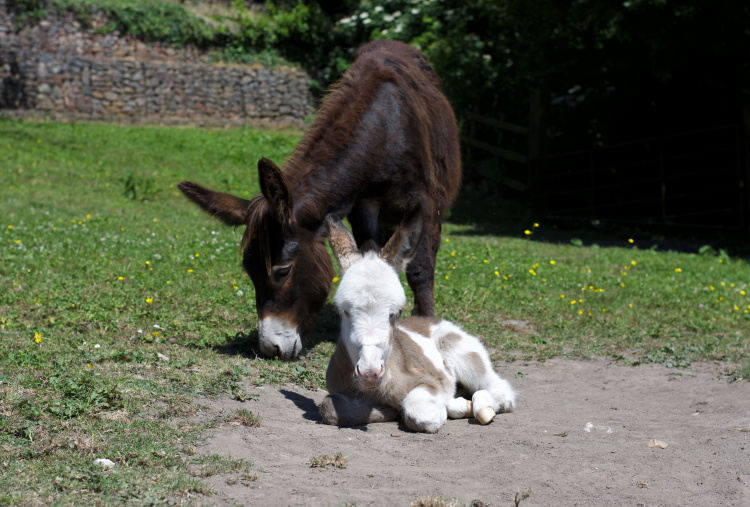 Fudge and her foal Coby