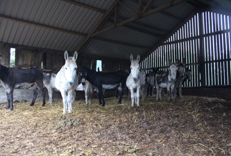 Donkeys stood in barn at Preston farm