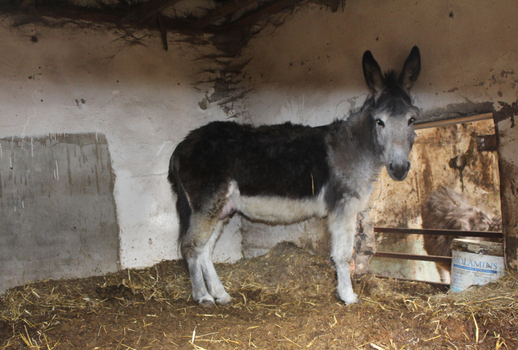 Timmy inside his stable before being rescued