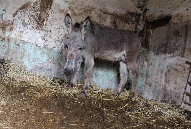 timmy-in-stable-before-rescue